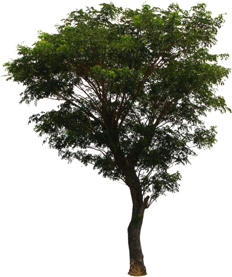 Tree Png File Download Free - Deviantart Tree Png (827x967), Png Download