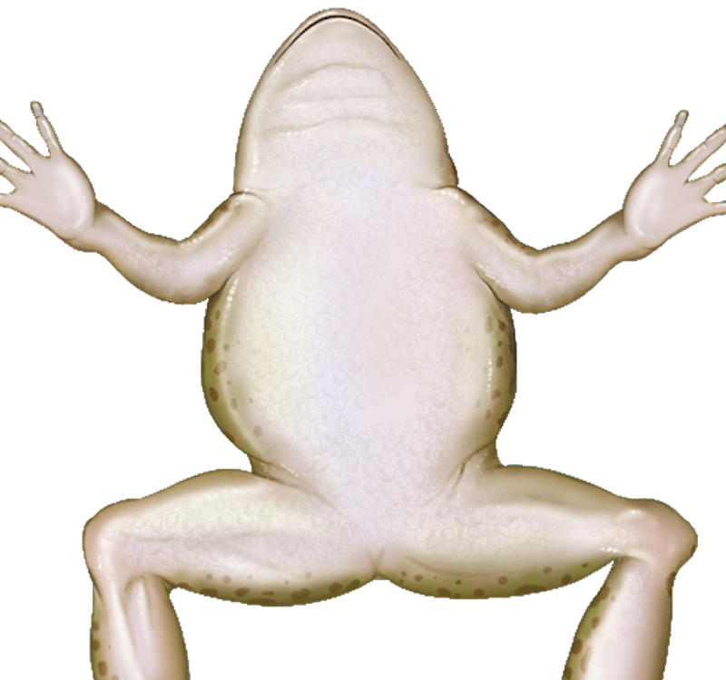 Picture - Bufo (800x750), Png Download