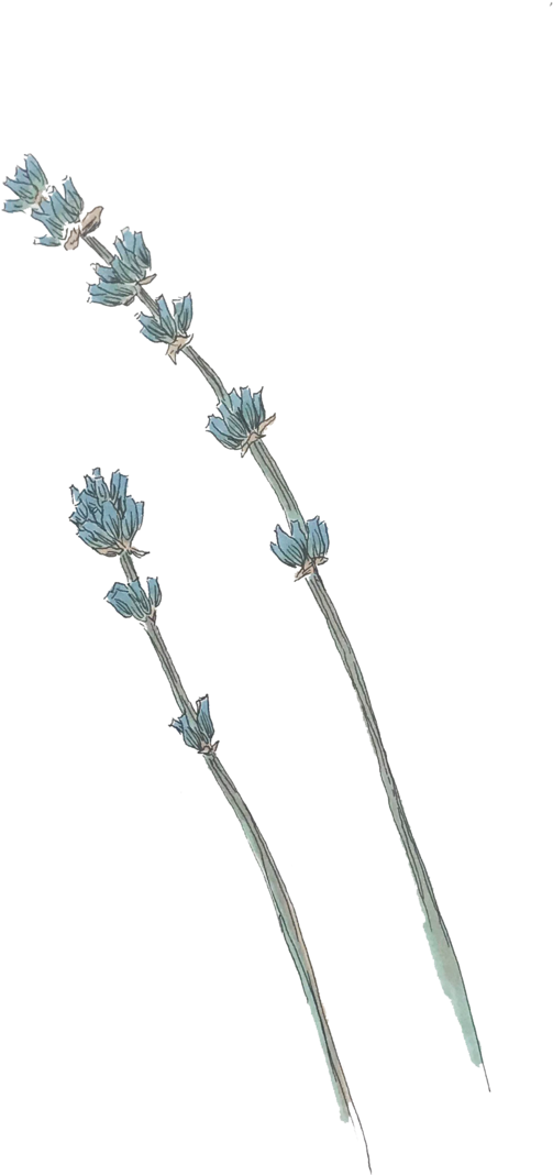 Lavender (1000x1339), Png Download