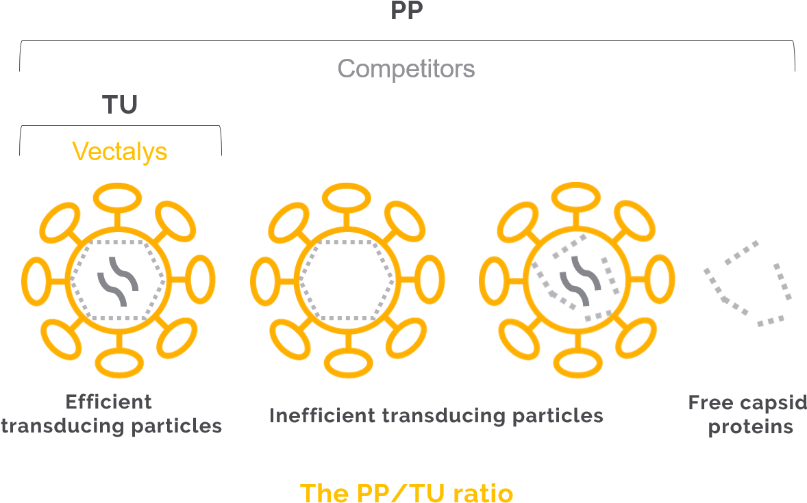 A Robust And Strong Titration Method - Lentiviral Vector In Gene Therapy (1215x786), Png Download
