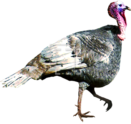 Parent Category - Turkey Bird Transparent Gif (450x450), Png Download
