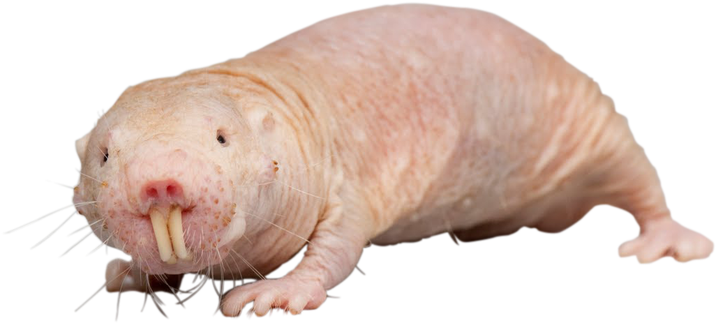 Rat Transparent Scary - Naked Mole Rat Png (1600x1063), Png Download