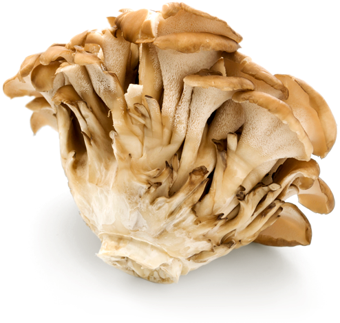 Maitake Mushroom 01 - Hen-of-the-wood (577x500), Png Download