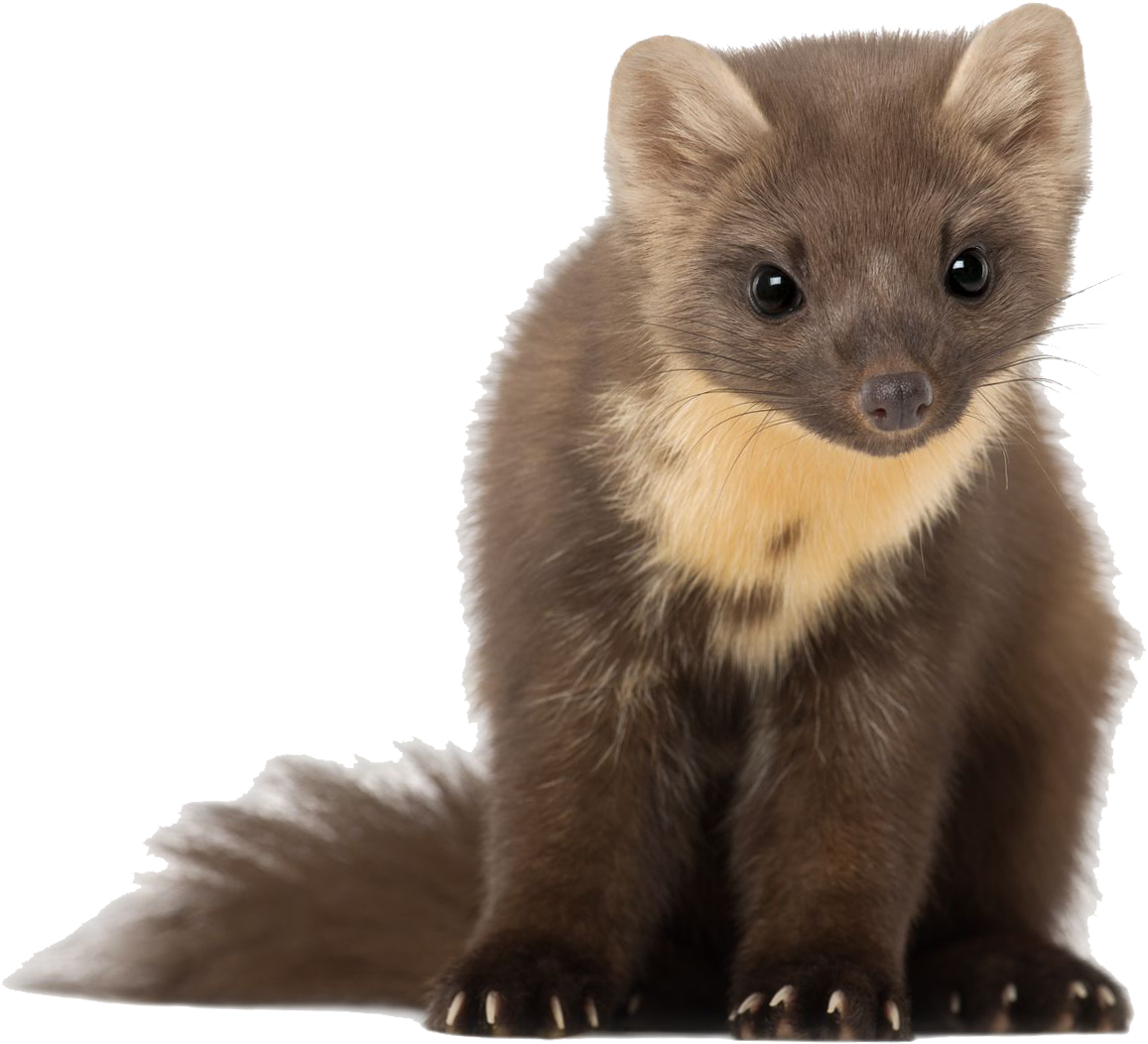 Lors De La Consultation Annuelle, Un Examen De L'animal - Mustelids (1156x1071), Png Download