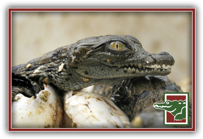 Crocodile Hatchings - American Crocodile (414x308), Png Download