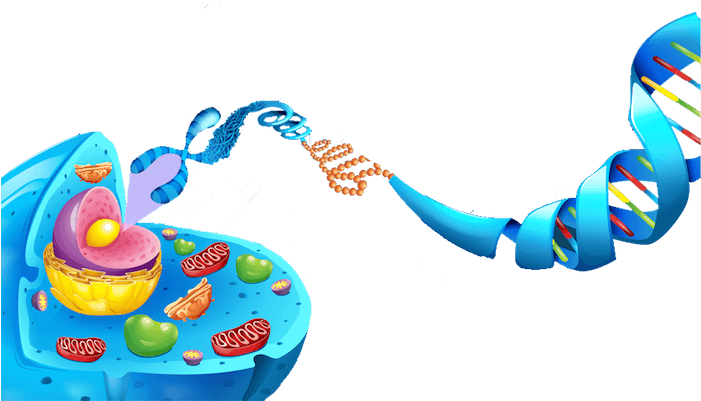 Picture - Http - //www - Aboutthemcat - - Anatomy Of Animal Cell (700x410), Png Download
