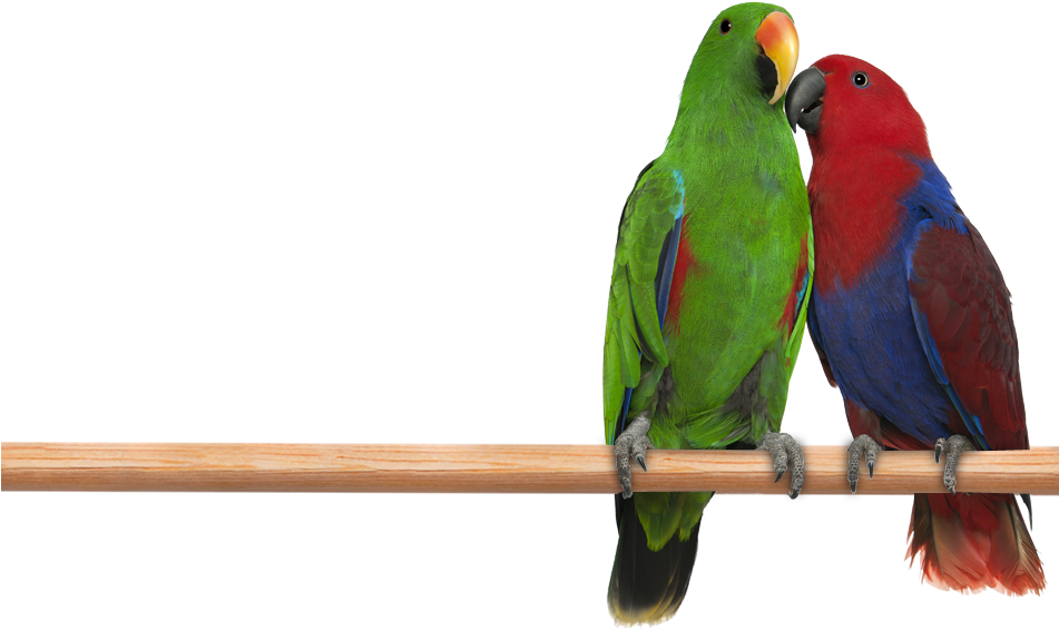 Jpg Transparent - Eclectus Png (950x743), Png Download