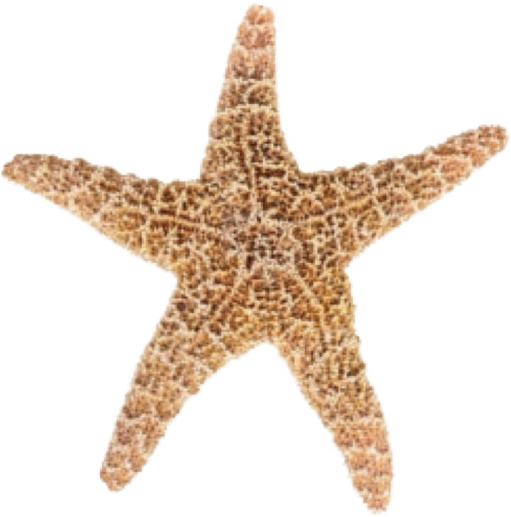The Idrn Is A Part Of A Large Network Of Organizations - Star Fish Transparent (761x764), Png Download