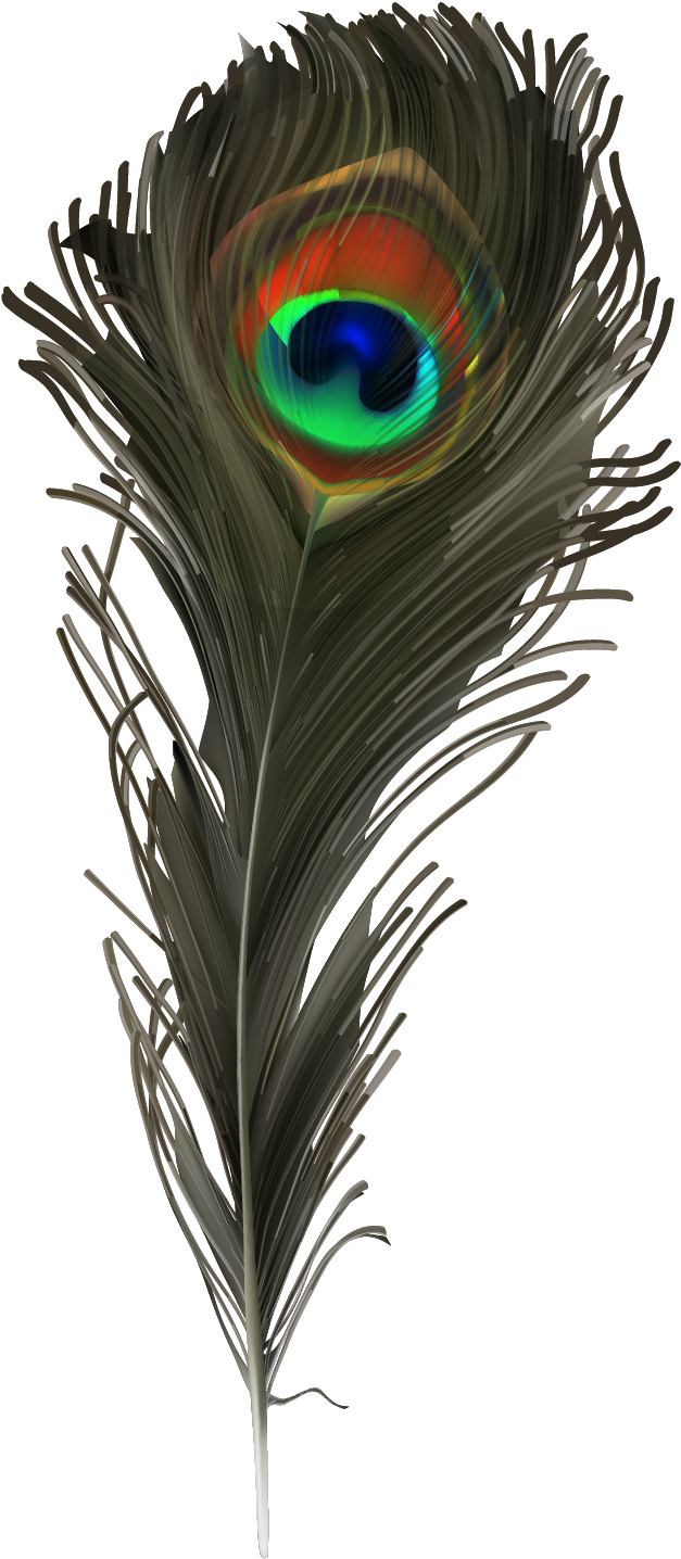 手绘孔雀羽毛 - Vector Graphics (1654x1654), Png Download