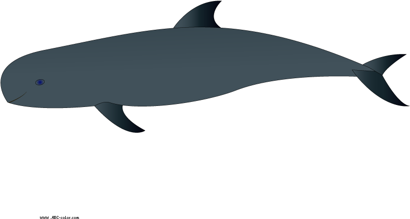 Download Bitmap Picture Melon-headed Whale - Wholphin (822x567), Png Download