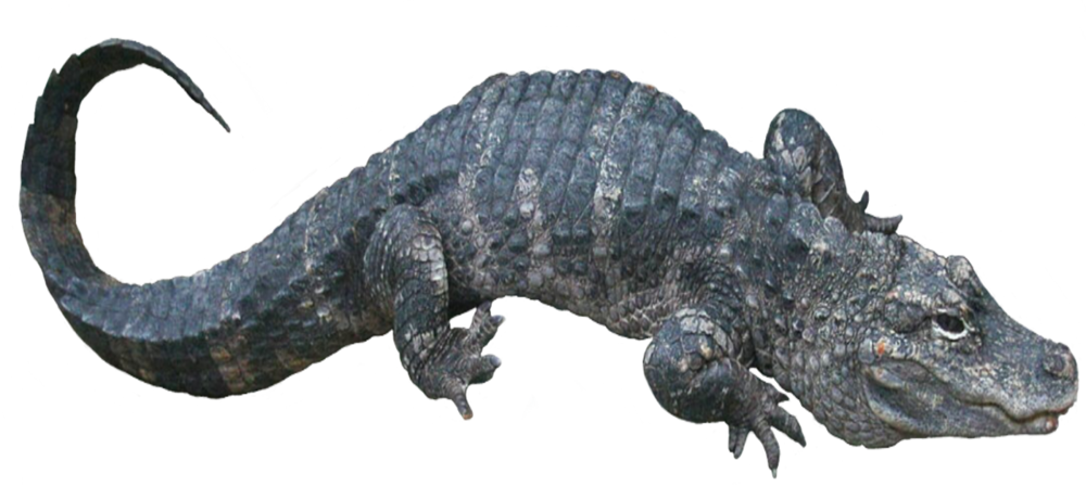 Alligator Sinensis2 - Portable Network Graphics (1000x448), Png Download