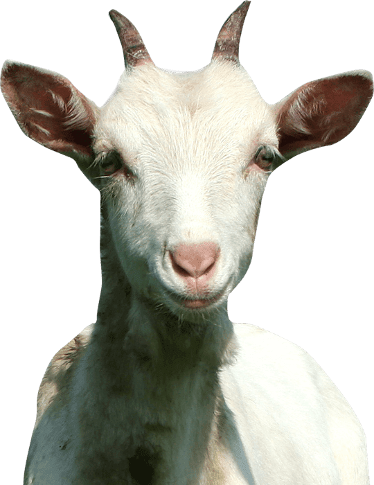 Buy A Goat For Charity For Just $75 - Voller Wunder Ist Das Leben Dvd (540x700), Png Download