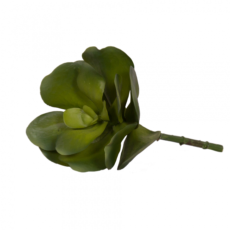 Succulent Stem Large - Garden Roses (920x460), Png Download