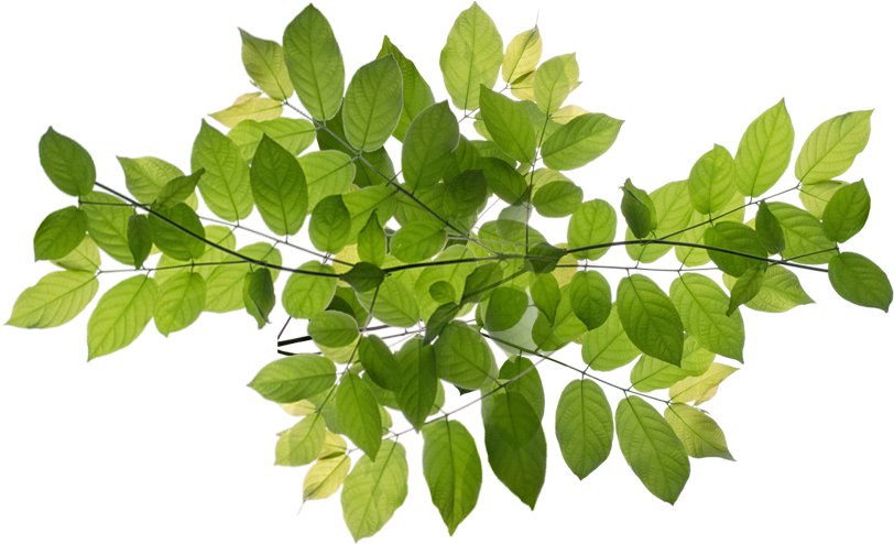Nyc Million Tree Program - Ilex Decidua (828x502), Png Download