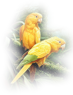 Yel-parrots Vig - Budgie (308x400), Png Download