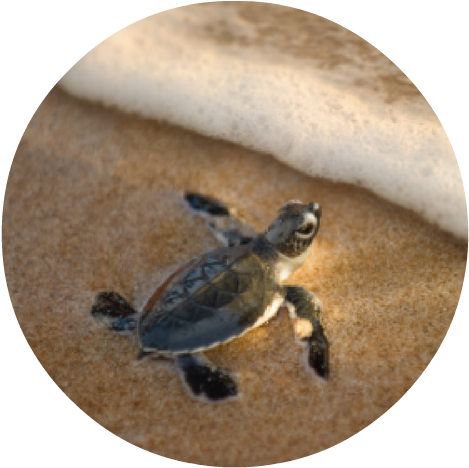 Baby Turtle - Round - Worlds Cutest Baby Animals (500x500), Png Download