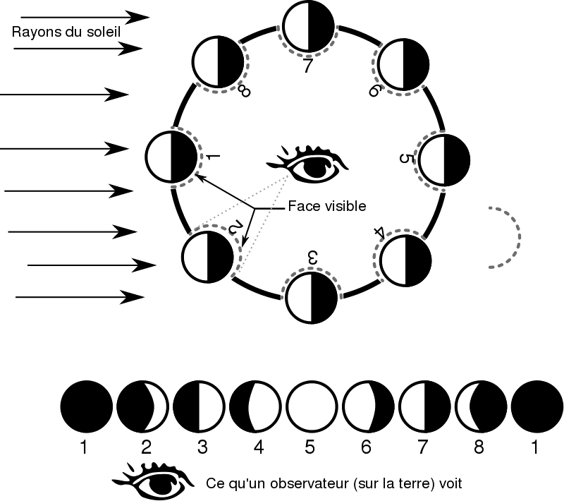 Moon Phases Diagram Black And White (800x710), Png Download