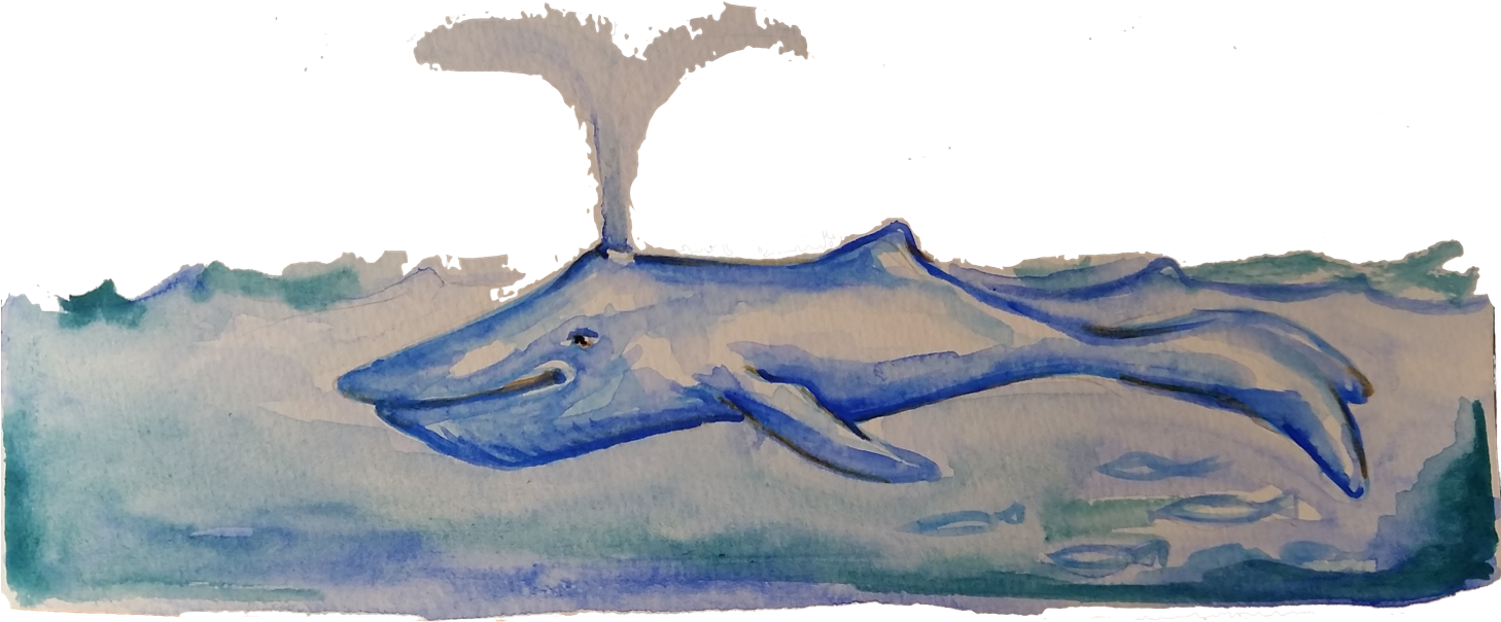 Picture Of A Whale Spouting Water - Water (1500x629), Png Download