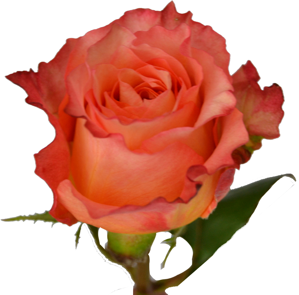 Download Free Spirit Coral Reef Rose Full Size PNG Image PNGkit
