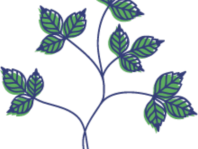 Drawn Vine Poison Ivy Vine - Chicago (640x480), Png Download