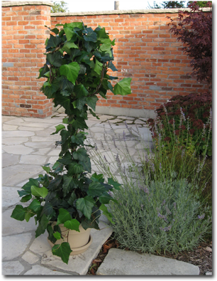 Ideal Temperature For Dodd's Ivy And Ivy Topiaries - Hedge (350x420), Png Download
