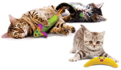 Petstages - Green Magic Boomerang Buddy Cat Toy - 1 (410x410), Png Download