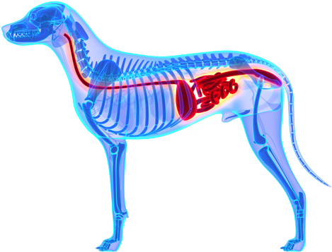 Why Do Dogs Eat Poop - Dog Kidney (500x500), Png Download