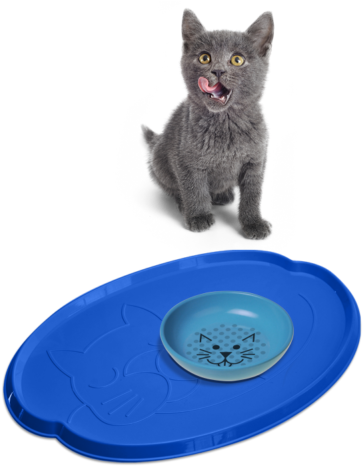 Cat Accessories 2 - Cat (667x467), Png Download