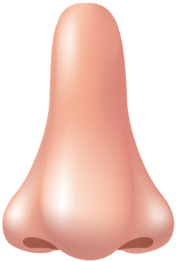 Large Nose - Nose Clipart (400x400), Png Download