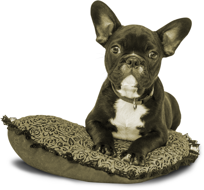 I Meant To Share This Earlier This Week But It's Been - Dog Notebook: 6x 9 Lined Notebook| Journal (800x699), Png Download