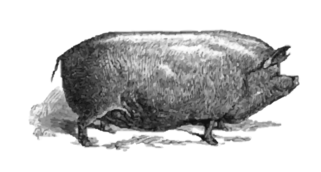Large White Pig Snout Bison Animal - Pigs Clip Art Victorian (631x340), Png Download