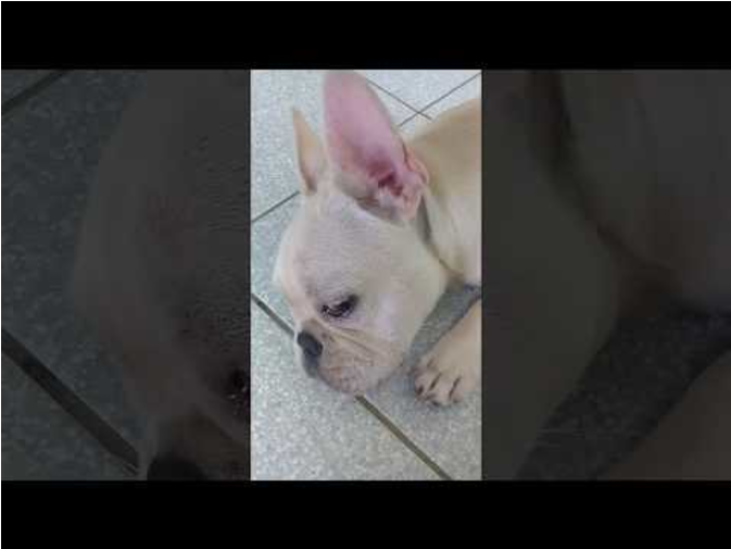 Guilty Dog Bursts Into Tears After Being Blamed For - French Bulldog (896x504), Png Download