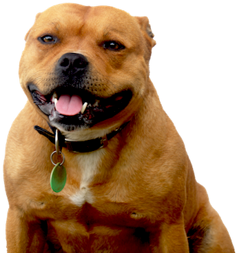 Snoop Dog - Snoop Dogg (363x462), Png Download