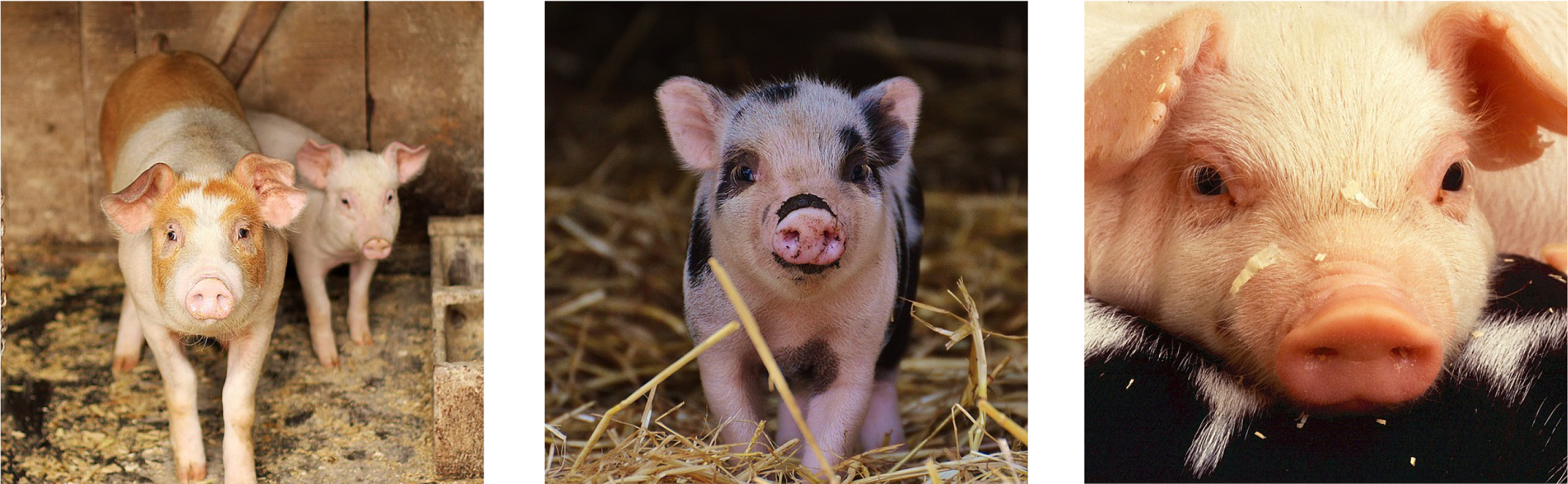Header Pig - Cute Little Piglet In The Barn: Blank 150 Page Lined (2500x833), Png Download