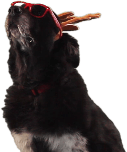 Dress Up - Dog Catches Something (663x492), Png Download