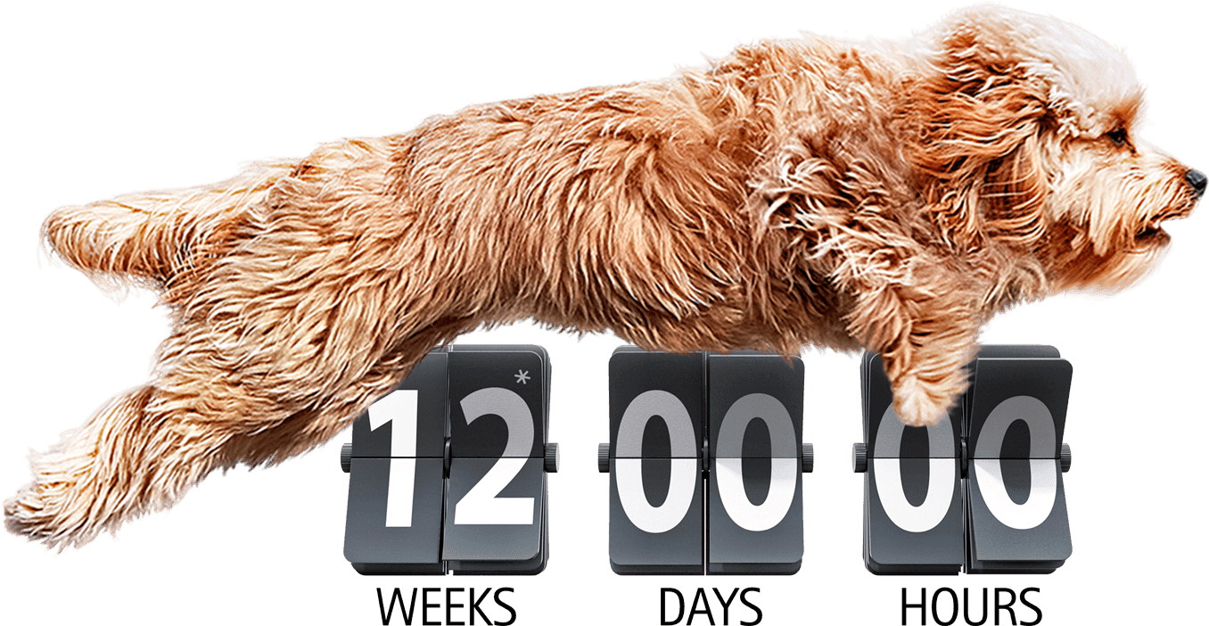 3 Month Flea & Tick Prevention Yes - Bravecto 10 A 20 Kg (1374x757), Png Download