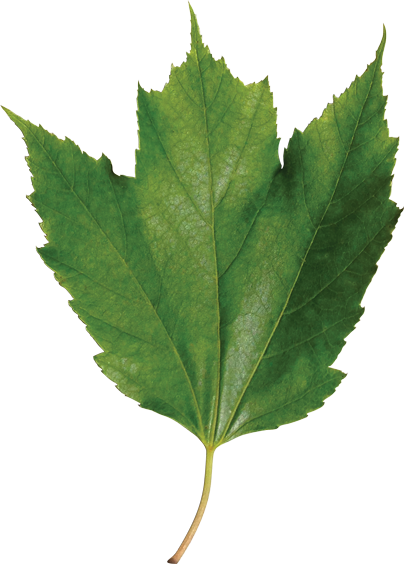 Identify A Leaf - Leaf (404x564), Png Download