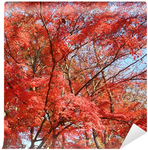 Vinyl Wall Mural (400x400), Png Download