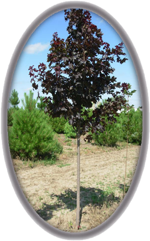 Royal Red Maple Acer Plantanoides 'royal Red' - Circle (323x494), Png Download