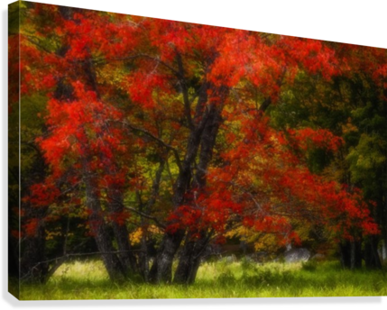 An Autumn Red Maple In A Grassy Meadow Beside The Mersey - Printscapes Wall Art: 36" X 24" Canvas Print With Black (429x344), Png Download