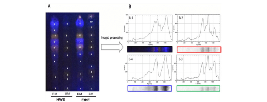 Tlc Fingerprint Of Phenolic Compounds Presents In Maples - Maple (850x326), Png Download