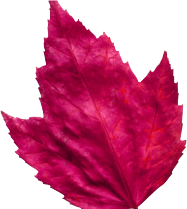 Red Leaf 3 - Red (467x423), Png Download