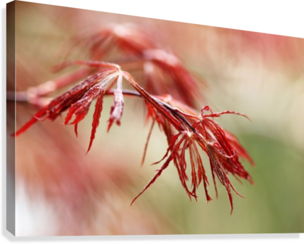 Red Lace Canvas Print - Flower (429x344), Png Download