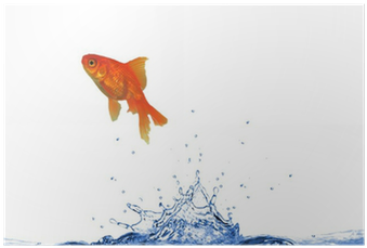 Goldfish (400x400), Png Download