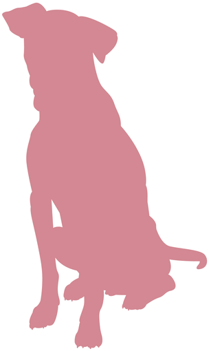 Group Classes And Private Dog Training - Dog Catches Something (800x800), Png Download