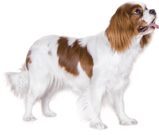 Appearance Of Cavalier King Charles Spaniel - King Charles Cavalier Png (567x489), Png Download