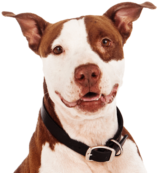 Search - Pit Bull (565x585), Png Download