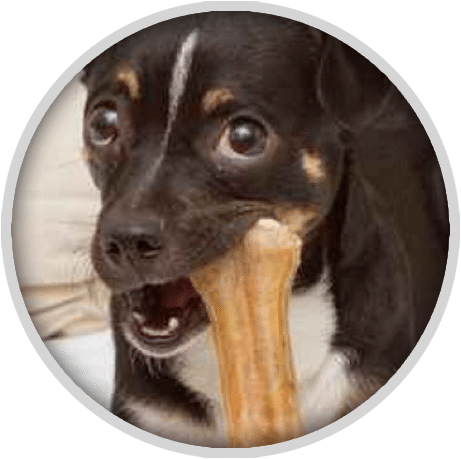 Teeth Cleaning For Dogs - Dog (461x459), Png Download