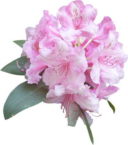 Sqmai4eh - Animation (419x475), Png Download