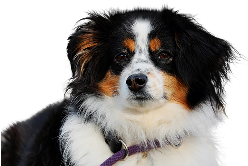 Cachorra (494x340), Png Download